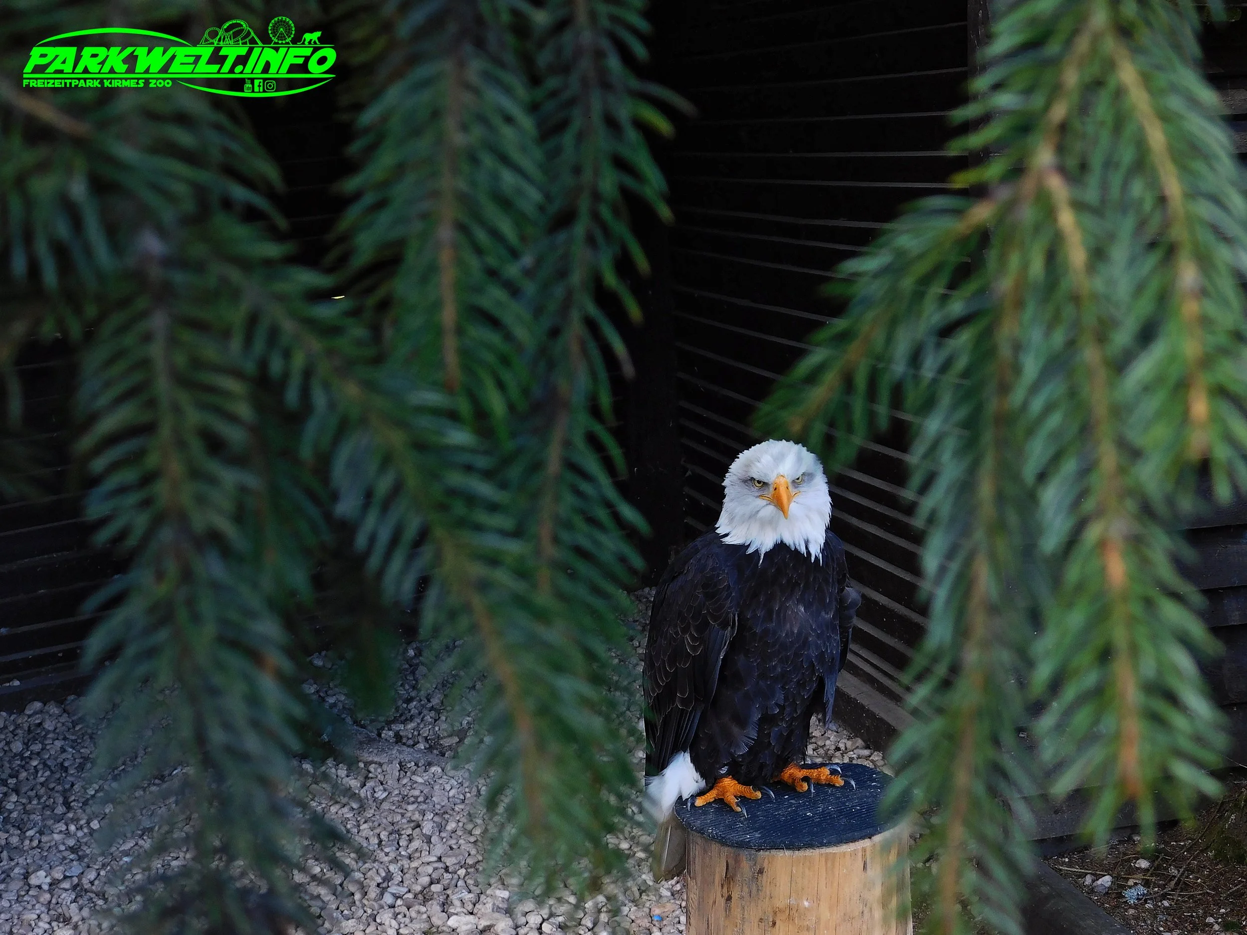 Greifvogelstation Wildfreigehege Hellenthal Wildpark Vogelpark Tierpark Infos Preise Anfahrt Map Guide Park Plan Fotos Bilder