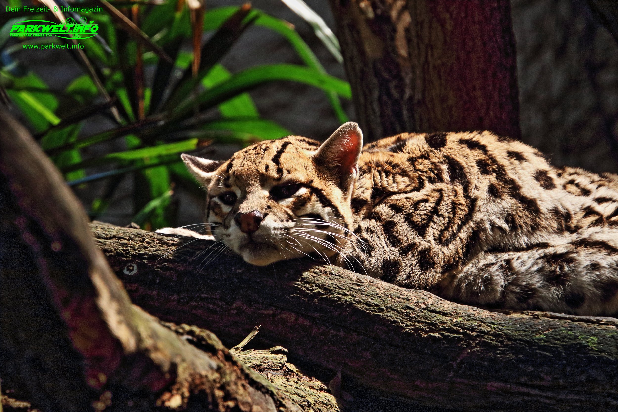 Zoo Leipzig Sachsen Tiere Ausflugsziel Park Plan Infos News Bilder Anfahrt Adresse Preise Parkplatz Attraktionen