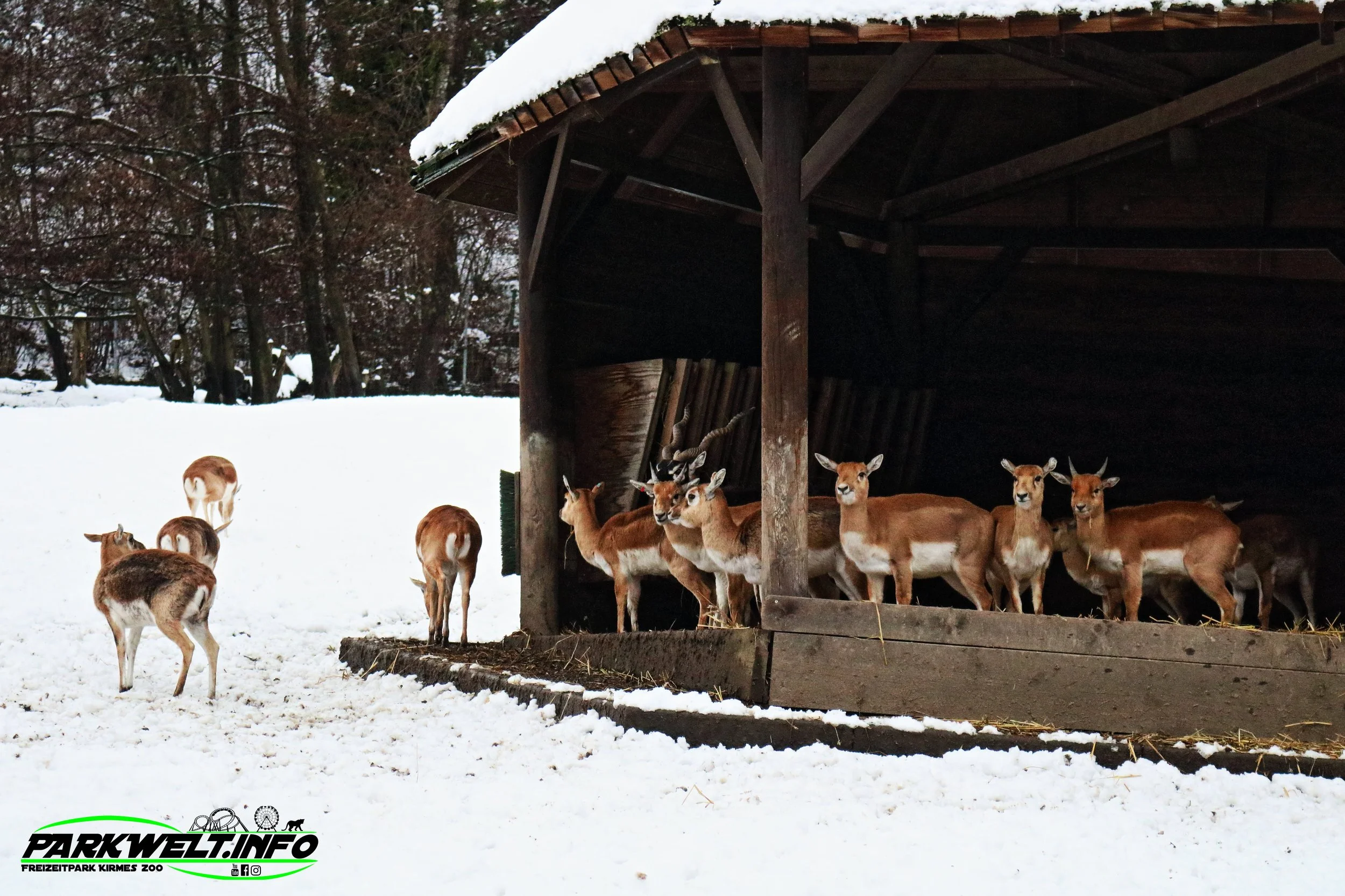 Opel Zoo Tierpark Tiere Hessen Ausflug Ausflugsziel Familie Wildpark Anfahrt Adresse Map Guide Parkplan Park Plan Info Infos Spielplatz
