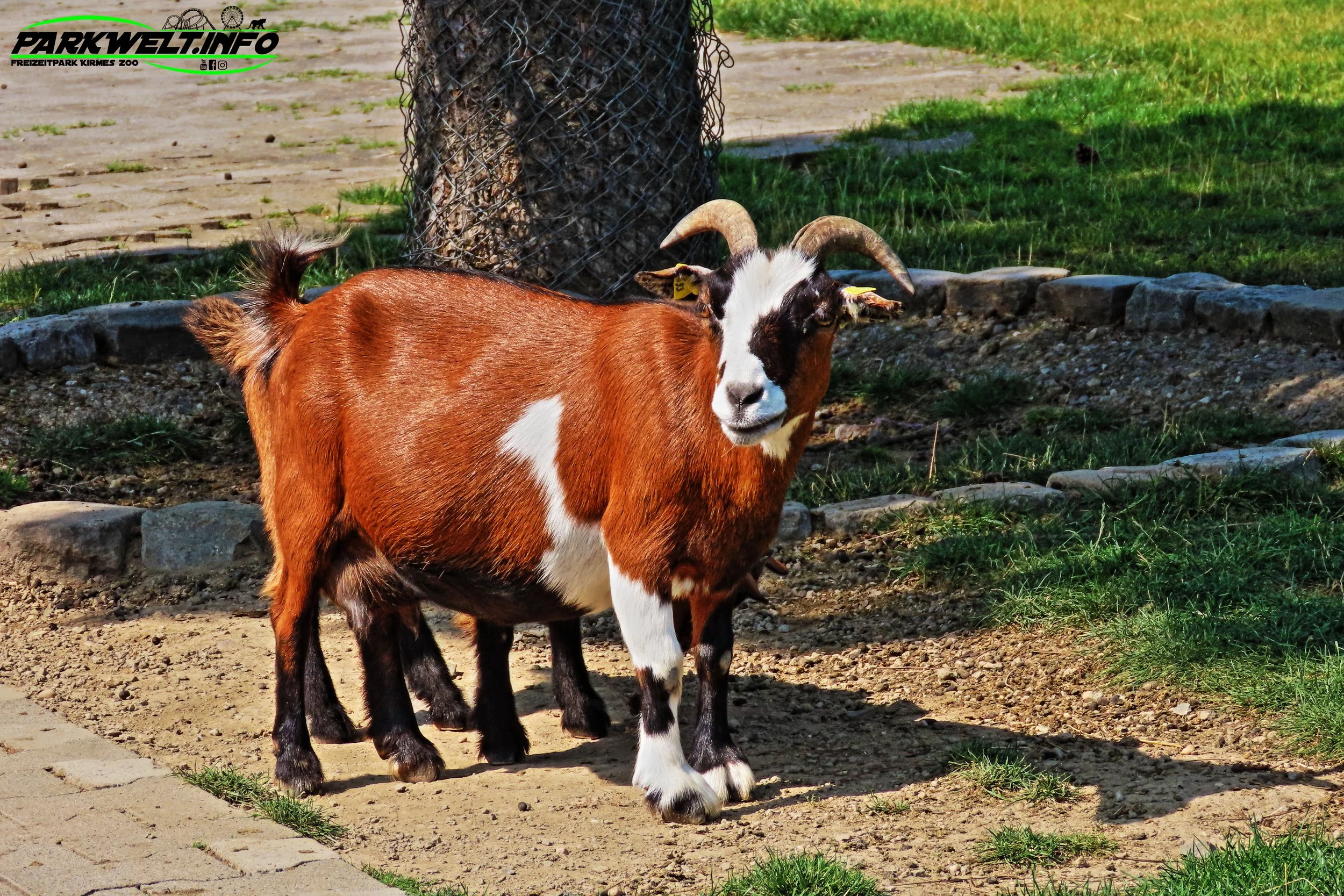 Wild Erlebnispark Daun Wildpark Wildsafari Wildtiere Zoo Freizeitpark Daun Tiere Anfahrt Sommerrodelbahn Auto Affenschlucht Map Guide Adresse Preise Park Plan Fotos Video Bilder Attraktionen
