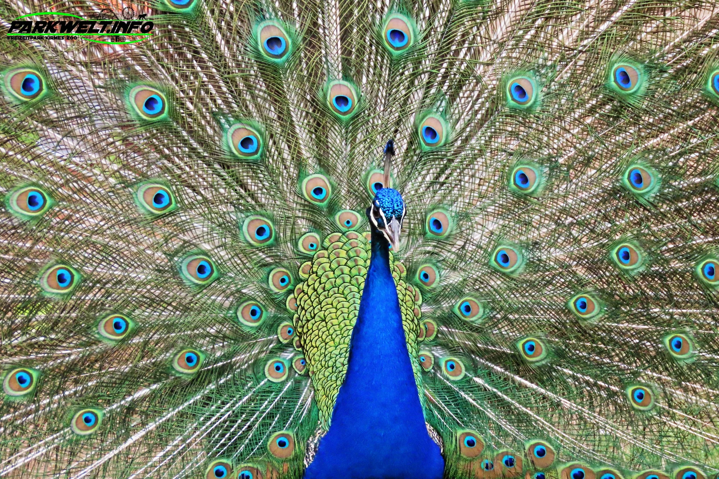 Mondo Verde Landgraaf Niederlande Holland Freizeitpark Zoo Wildpark Weltpark Gärten Blumen Attraktionen Fahrgeschäfte Infos Bilder Attractiepark Achterbahn