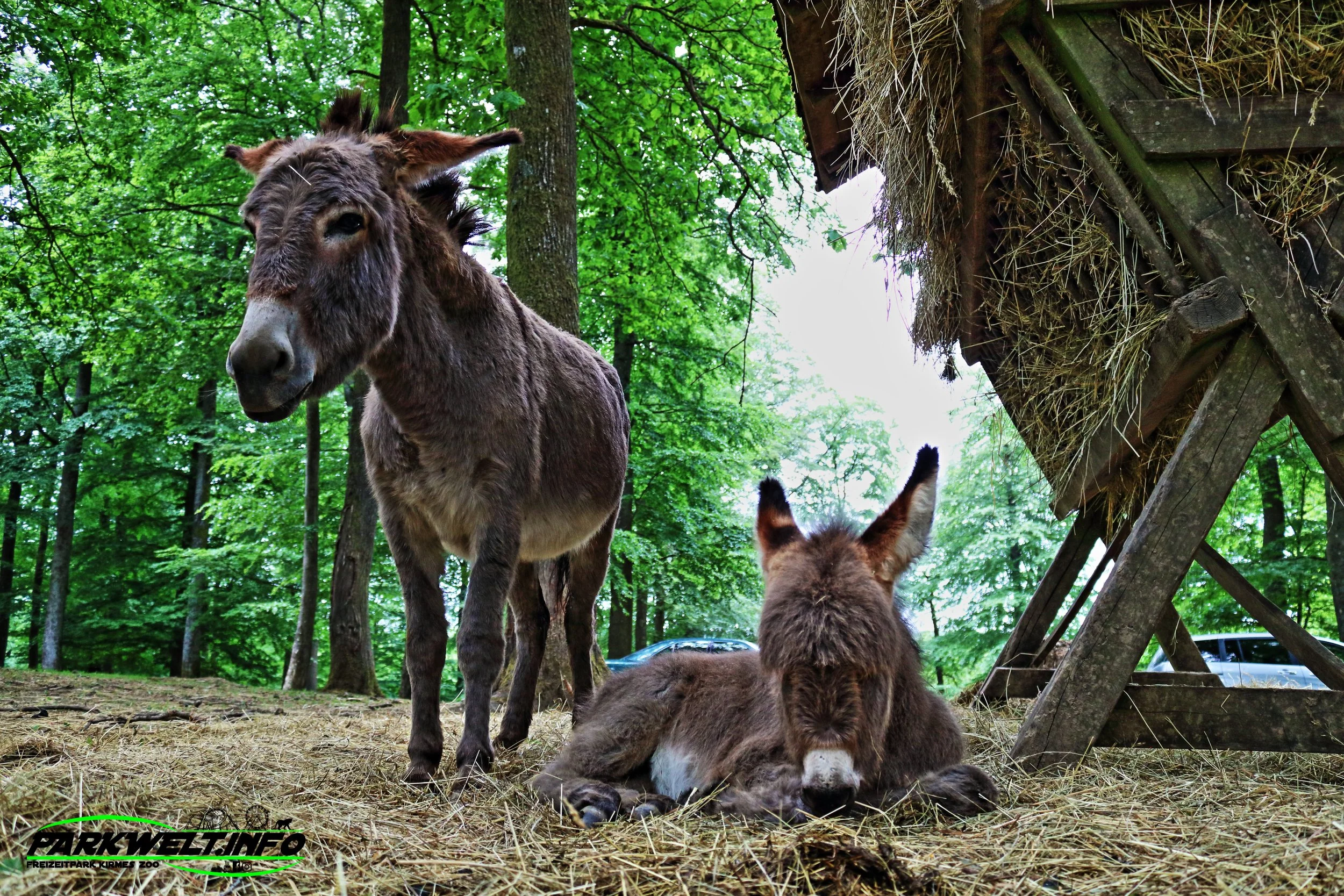Wild Erlebnispark Daun Wildpark Wildsafari Wildtiere Zoo Freizeitpark Daun Tiere Anfahrt Sommerrodelbahn Auto Affenschlucht Map Guide Adresse Preise Park Plan Fotos Video Bilder Attraktionen