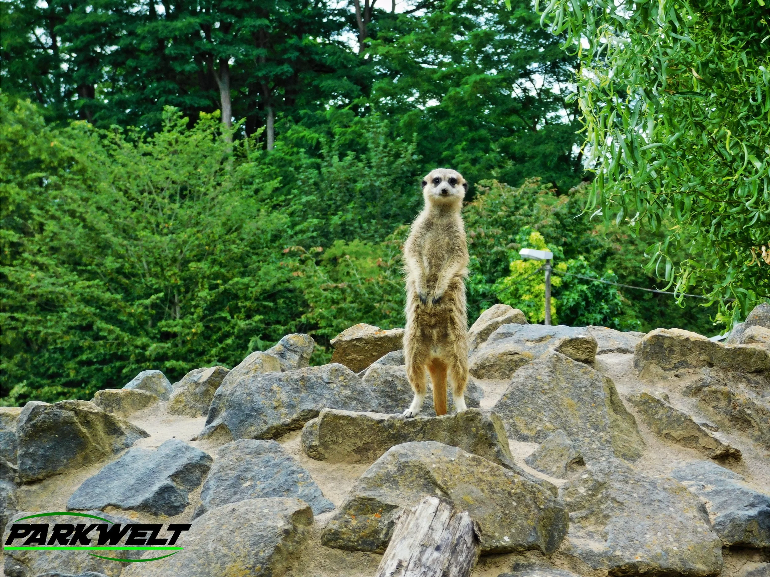Zoo Neuwied Tiere Reptilien Aquarium Wildpark Rheinland Pfalz Park Plan Map Guide Infos Bilder Preise Öffnungszeiten Anfahrt Adresse 