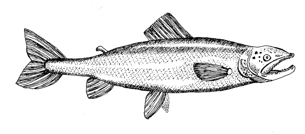 SalmonWoman.png