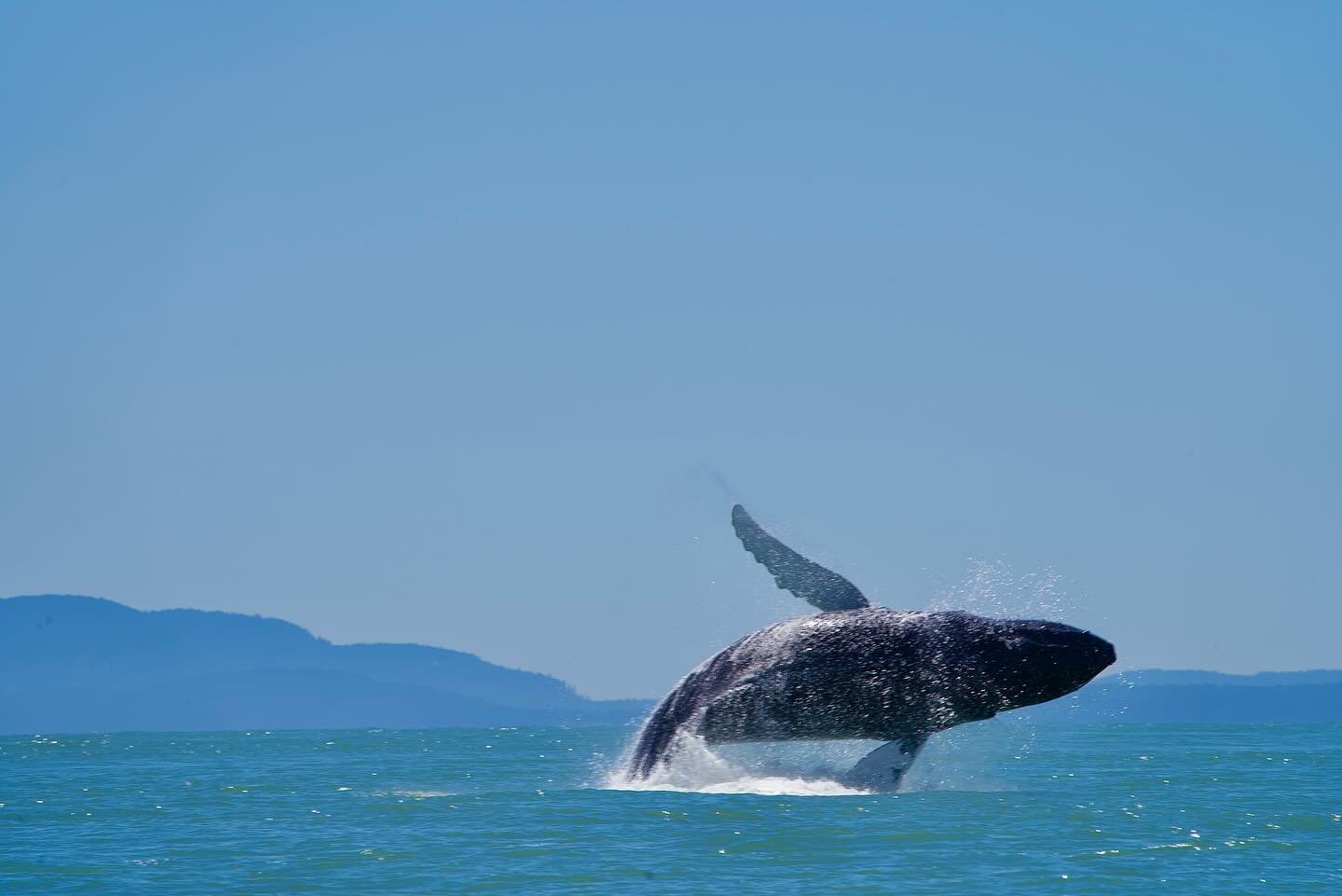 Learning experience&hellip; as much as I love being a DOP my dream job would be a Photographer for @natgeo. On a current trip to the amazing San Juan Islands @ecarter37 and I managed to see both Humpback whales and Orcas.

The learning experience was