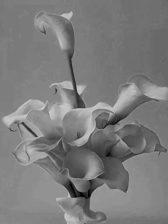 Black and white photo of a bouquet of calla lilies with large, smooth, trumpet-shaped flowers and elongated stems.