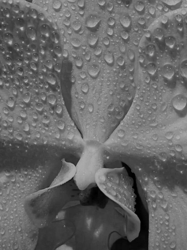 Close-up of a flower petal with water droplets on its surface.