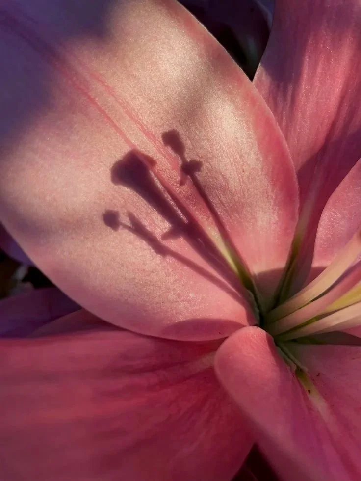 Close-up of a pink flower with a shadow of a small figure holding a sword cast on its petals.