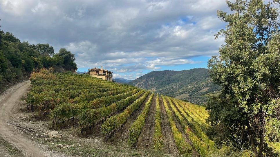 Vineyard on a hillside with a dirt road on the left, a house at the top, and mountains in the background under a cloudy sky.