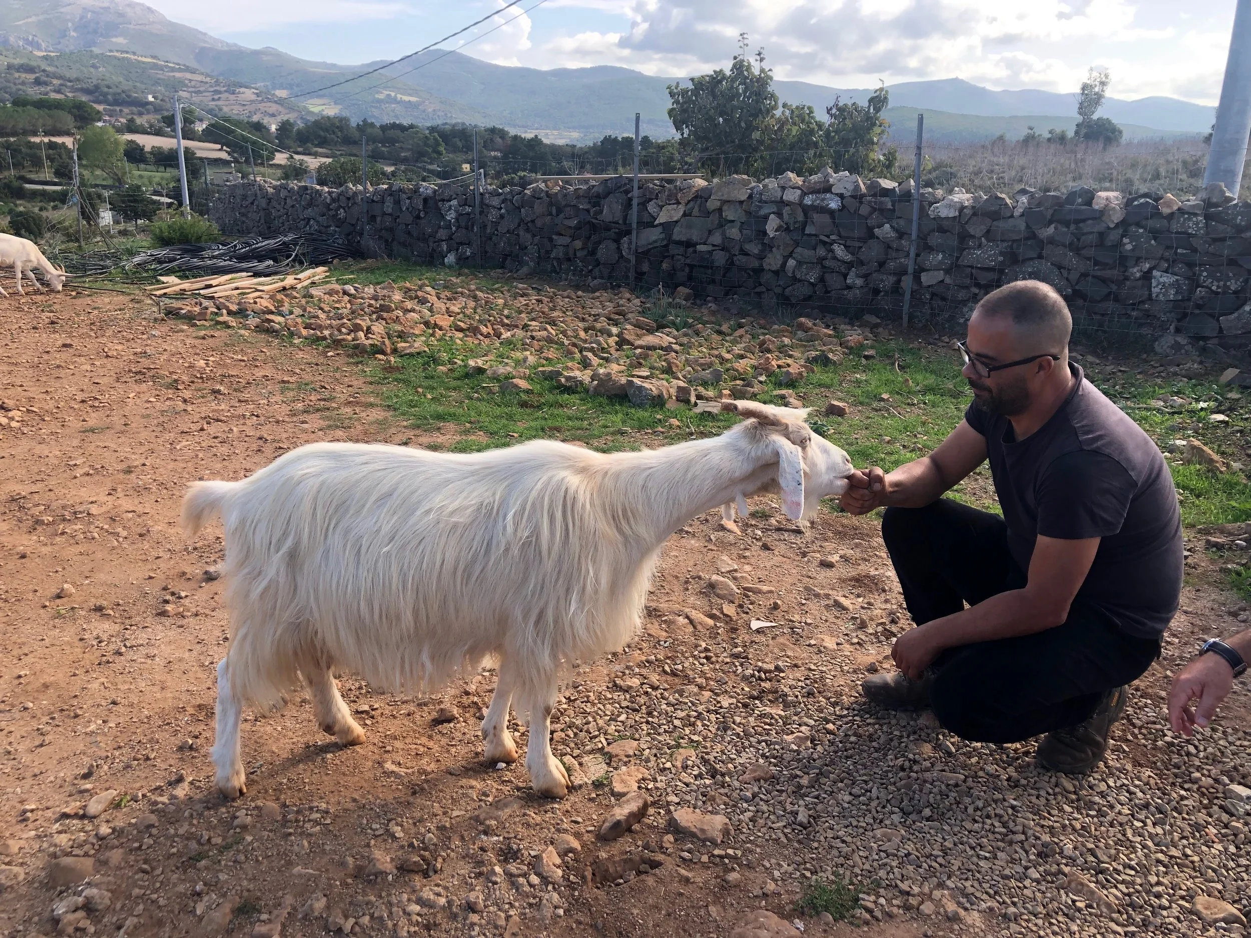 A man in black clothing and glasses is kneeling on the ground, touching noses with a white goat in an outdoor farm setting with rocks, green grass, a stone wall, and mountains in the background.