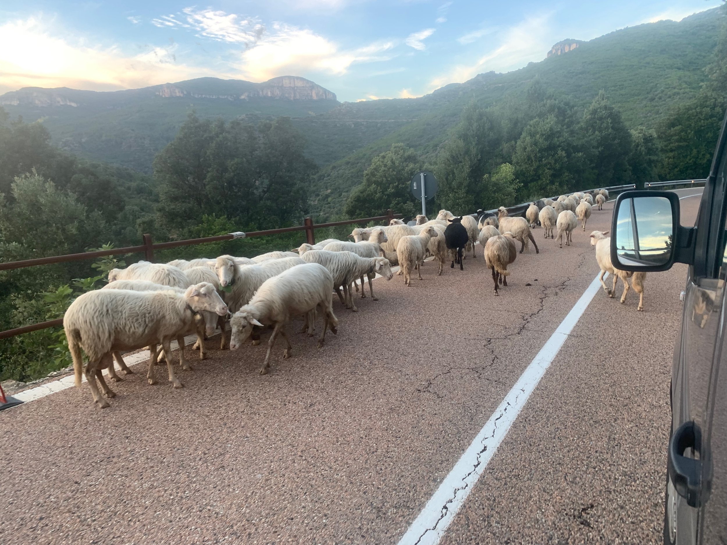 A flock of sheep walking along a cracked asphalt road with a mountain landscape in the background, and part of a vehicle visible on the right side of the image.