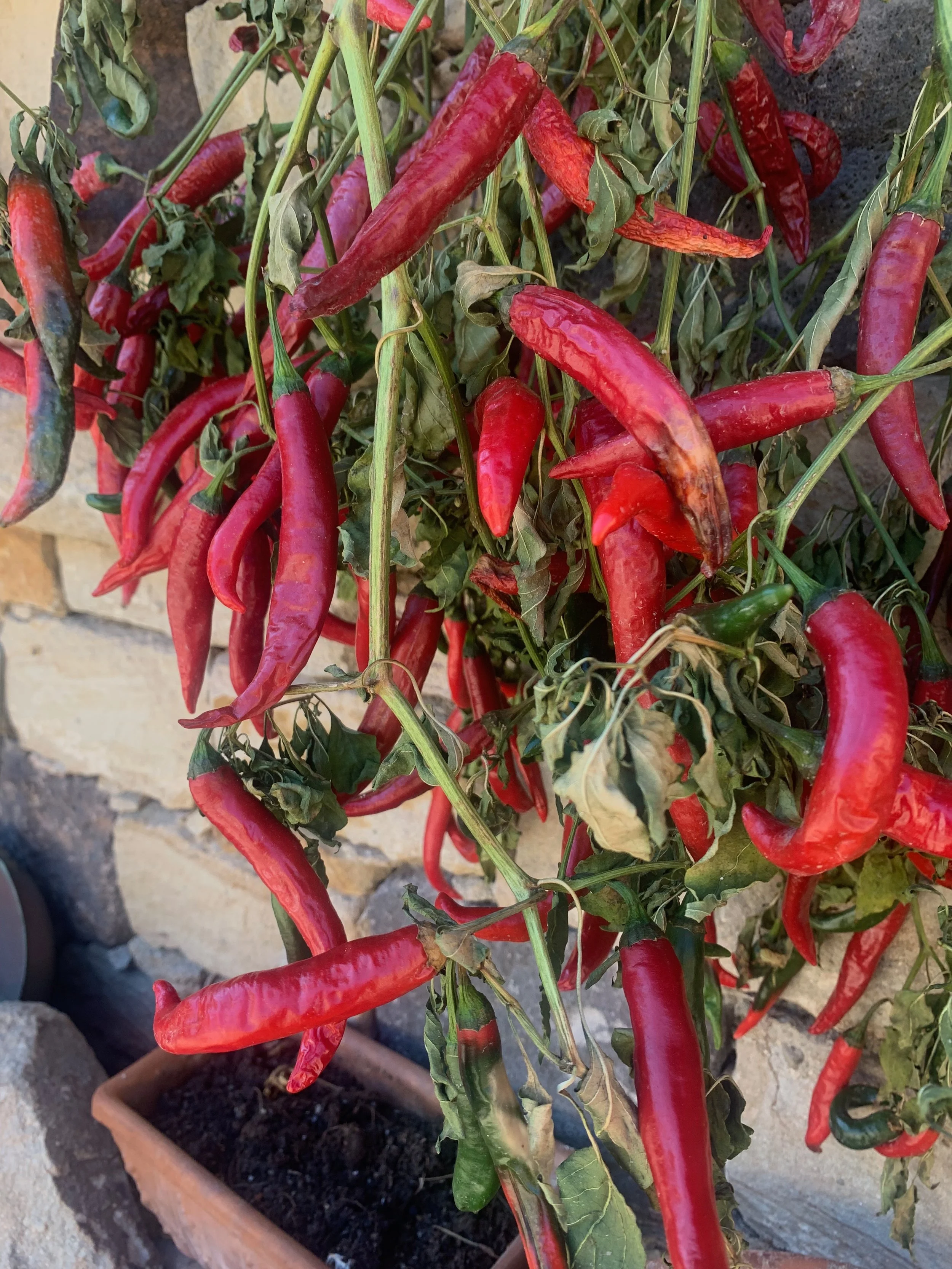 Red chili peppers growing on a plant in a pot with a stone wall background.