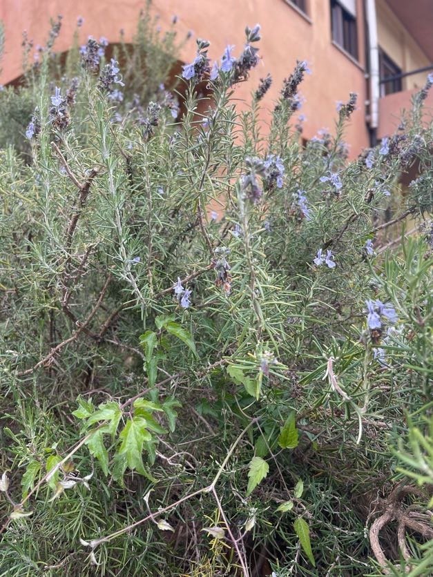 Close-up of a bush of rosemary with purple flowers in front of a building with orange exterior walls and windows.