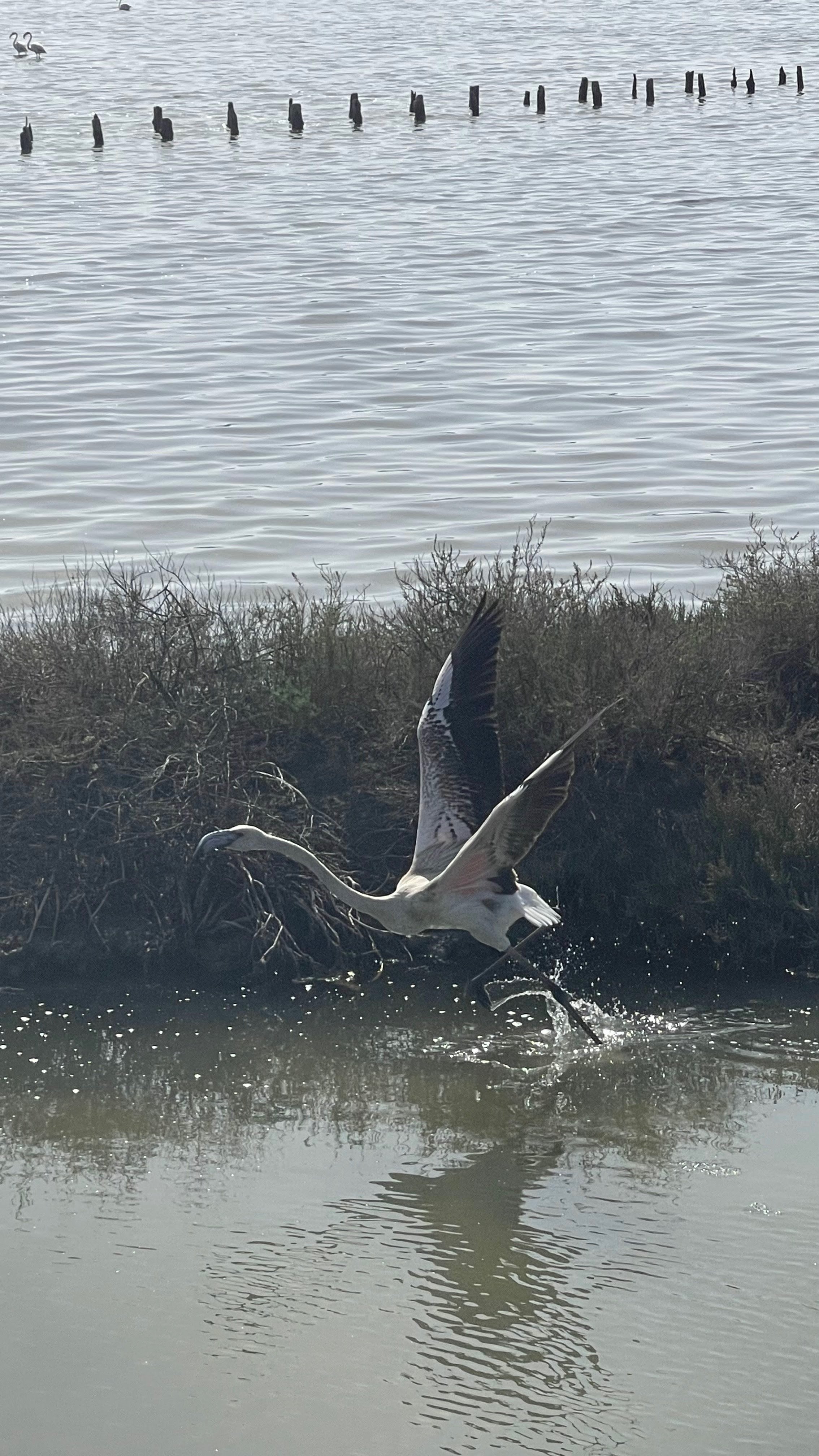 A Pink Flamingo takes off from the edge of a body of water, with its wings spread wide, creating a splash. In the background, there are wooden posts in the water and a swan is visible in the upper left corner.