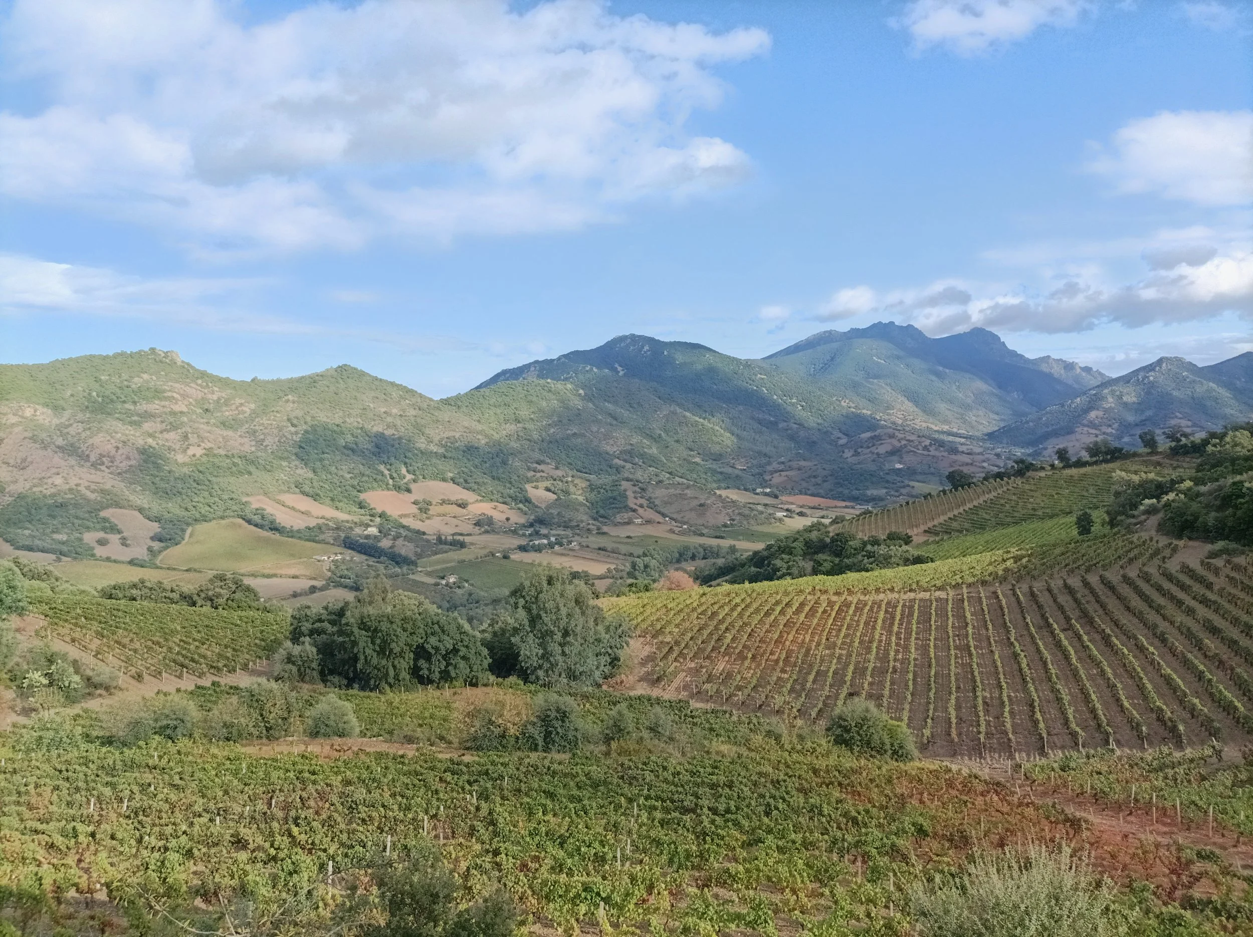 A scenic landscape of rolling green hills and vineyards with mountains in the background under a partly cloudy sky.