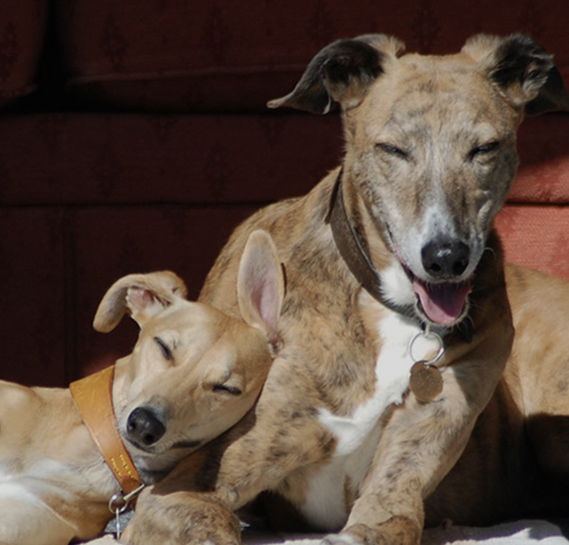 Retired Greyhound Trust