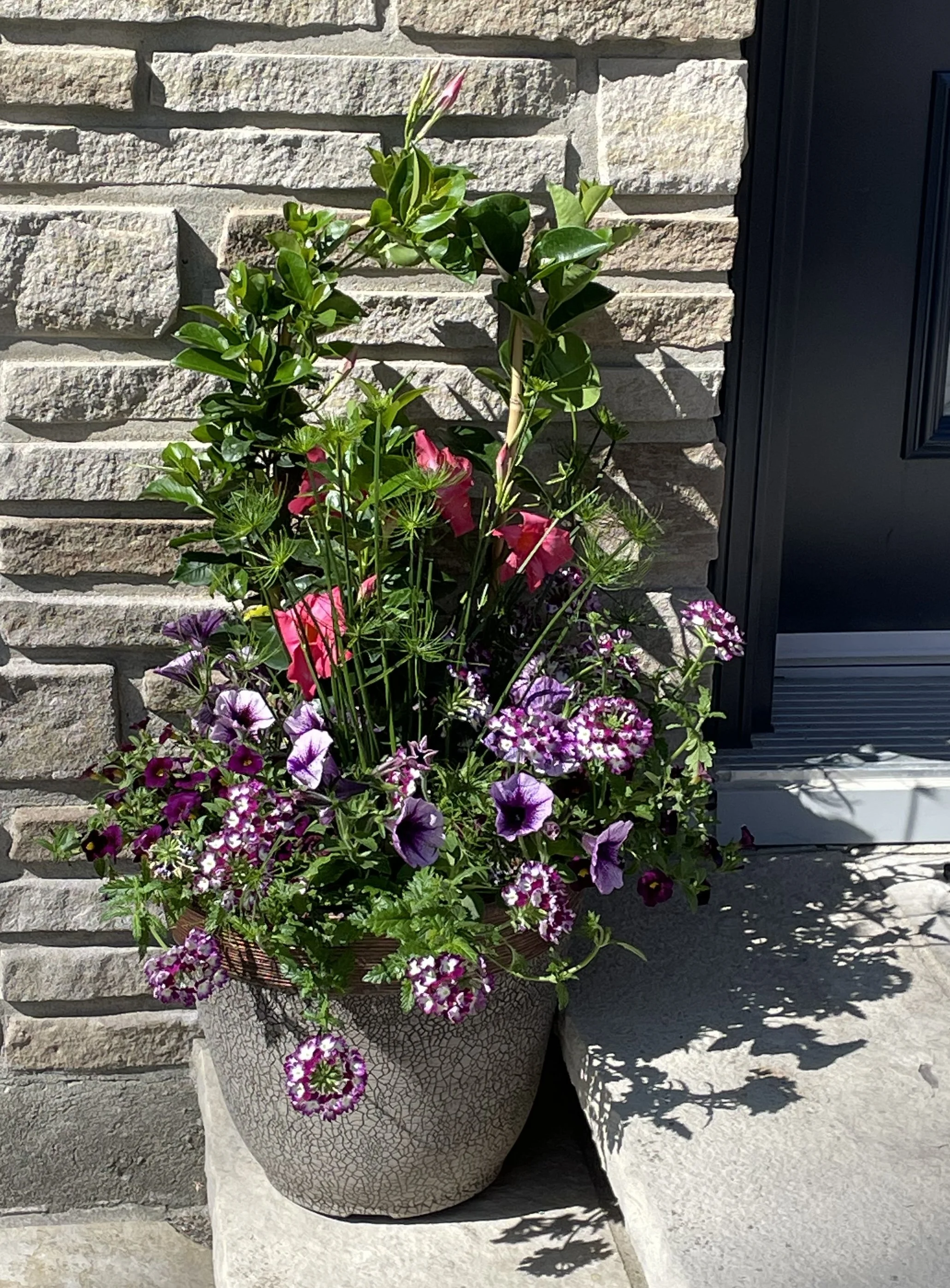 Summer Mandevilla.jpg