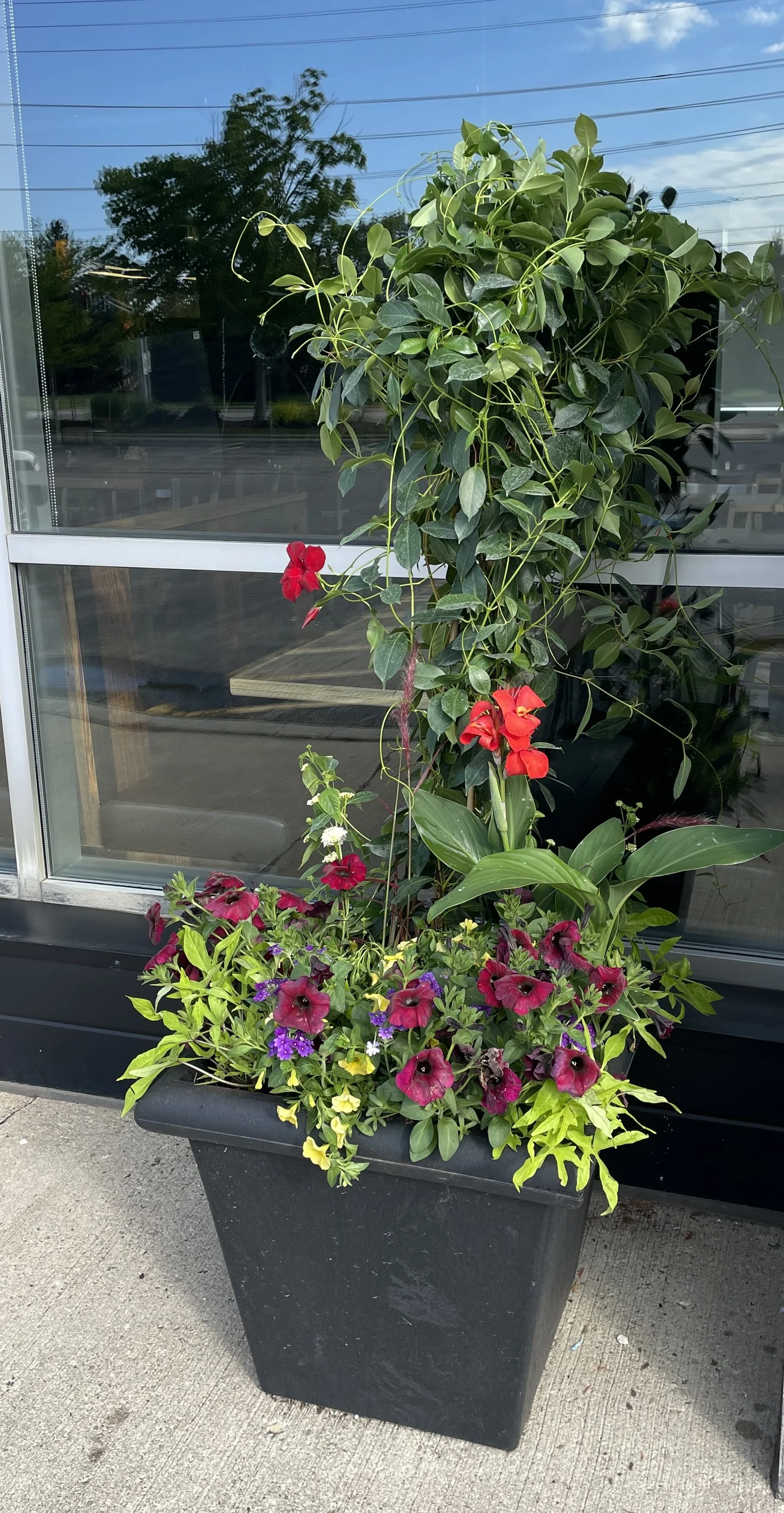 Summer Giant Mandevilla.jpg