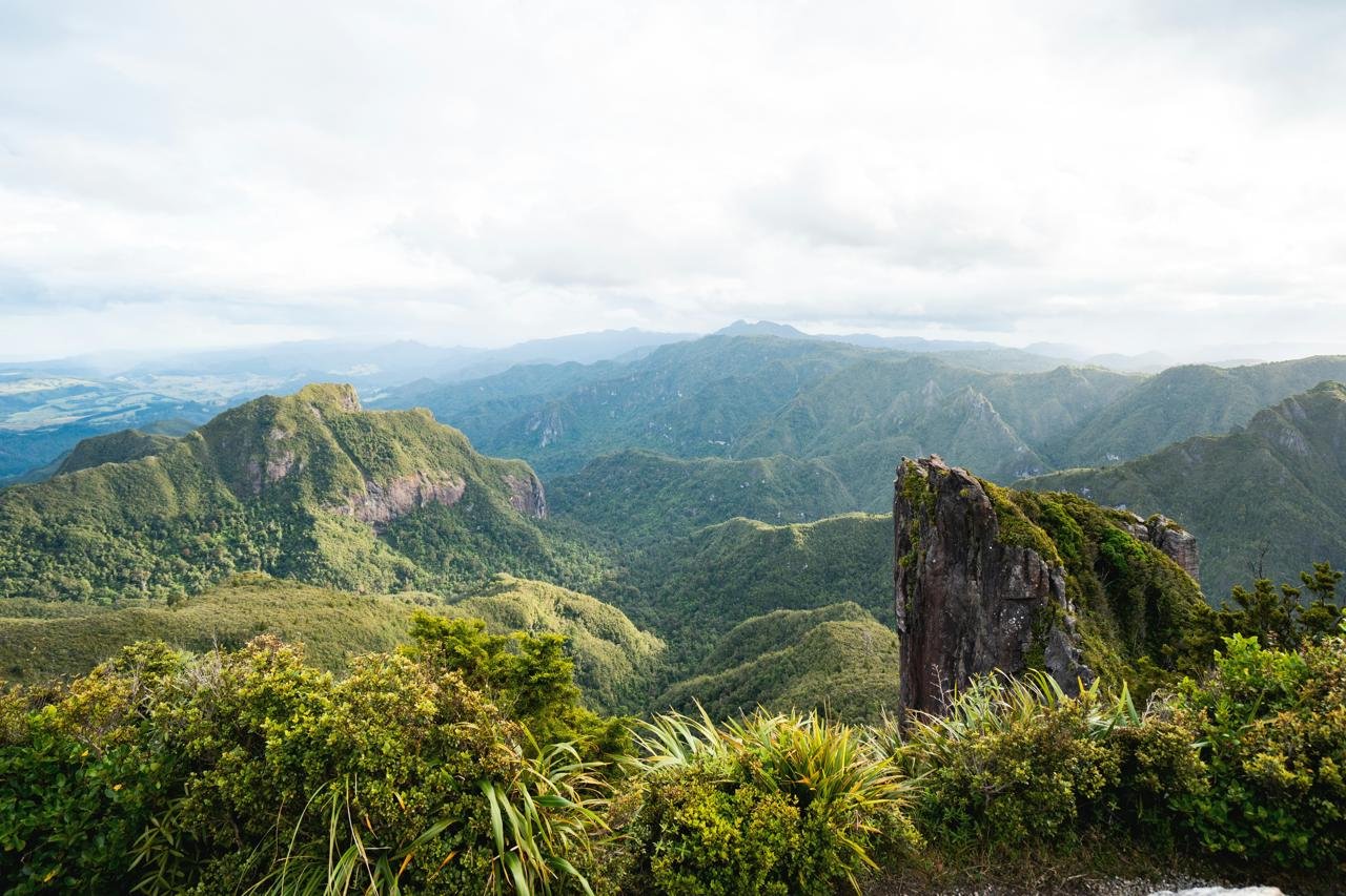Kauaeranga-Kauri-Trail-level-3.jpg