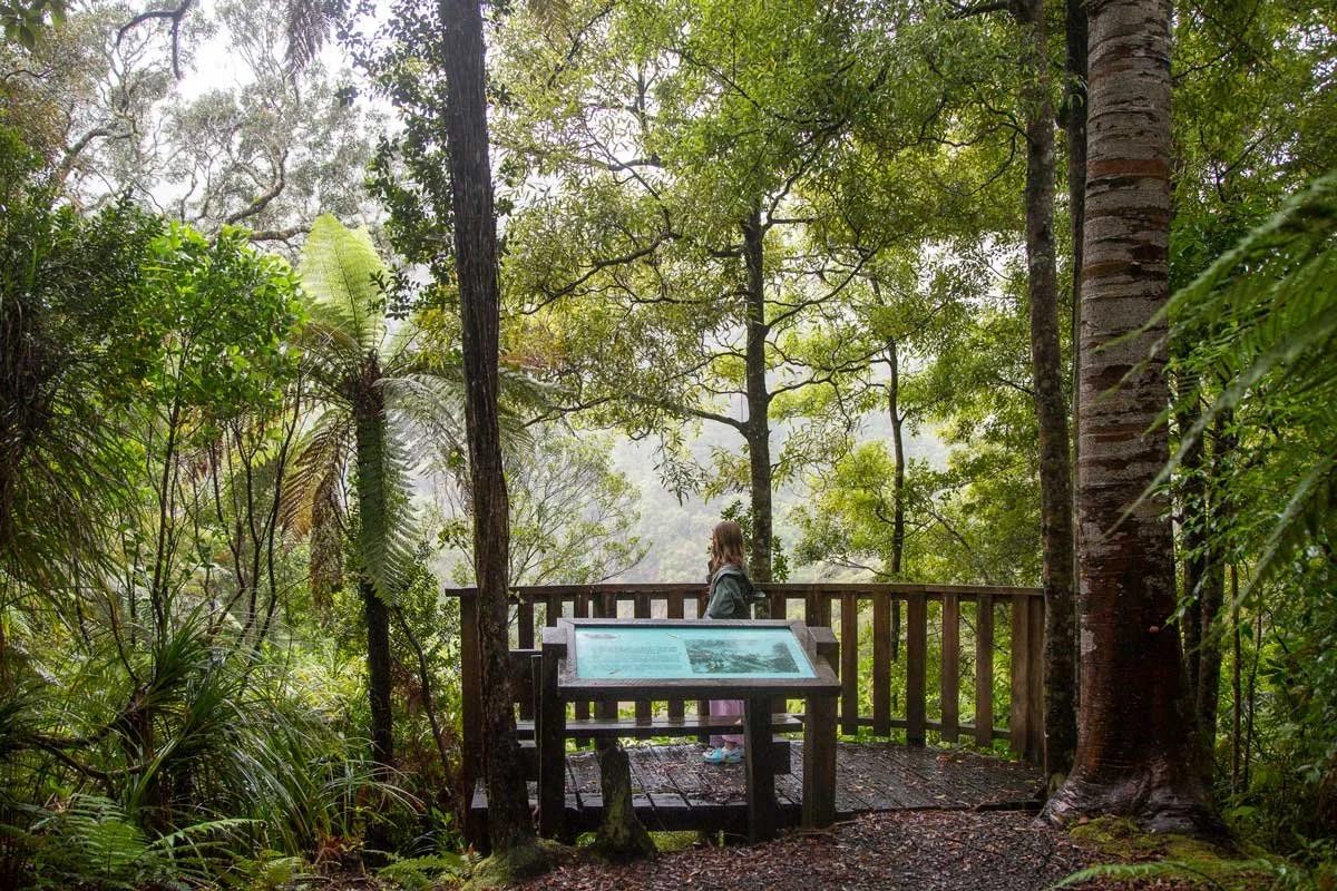 Kauaeranga-Nature-Walk-level 3 somatic dance.jpg