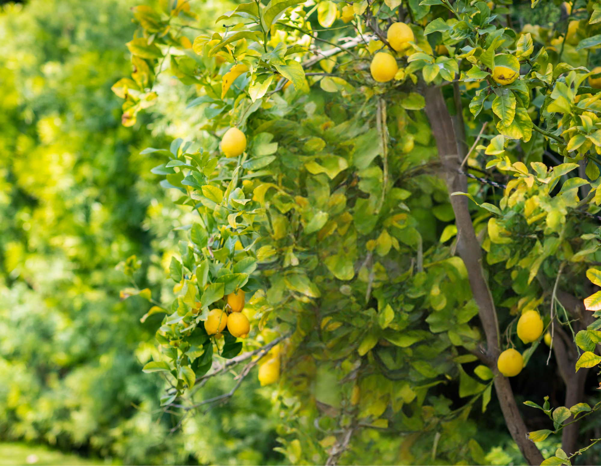 Lemon tree with yellow lemons hanging from its branches in a sunny garden.