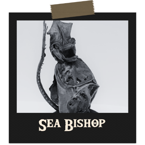Sea Bishop