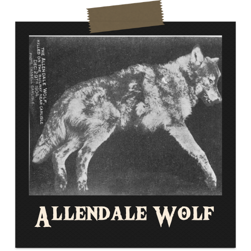 Allendale Wolf