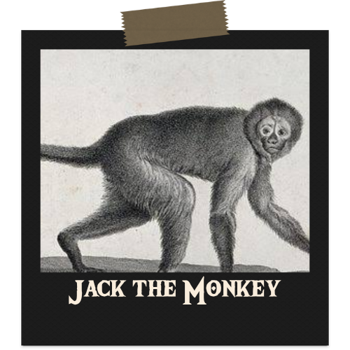 Jack the Monkey