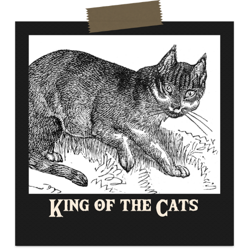 King of the Cats