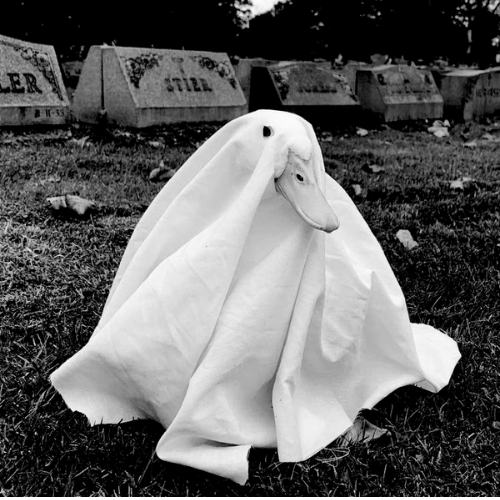 A duck dressed in a sheet to look like a ghost