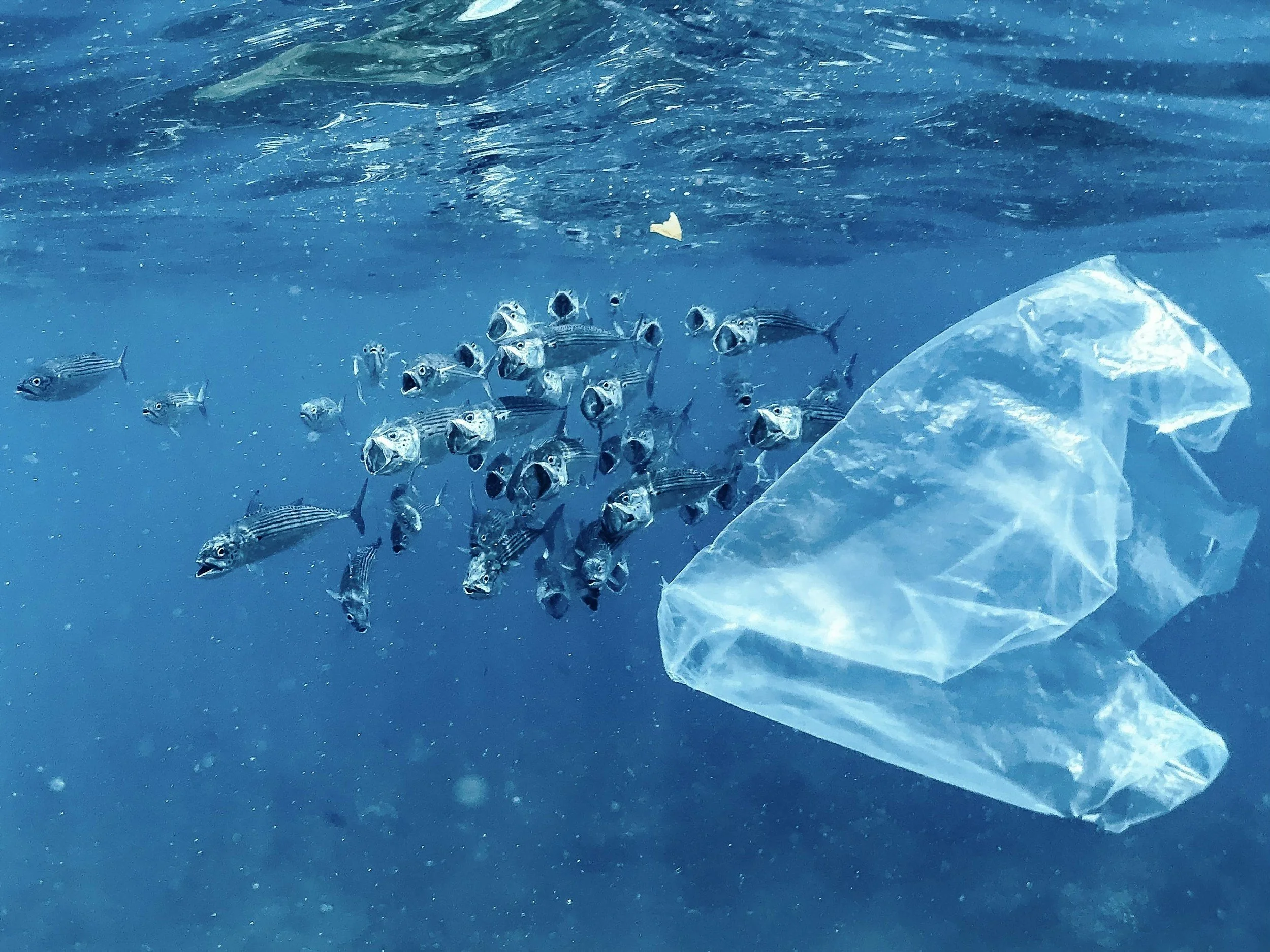 Plastic Free July: Personal and Systemic Actions To Take This Month