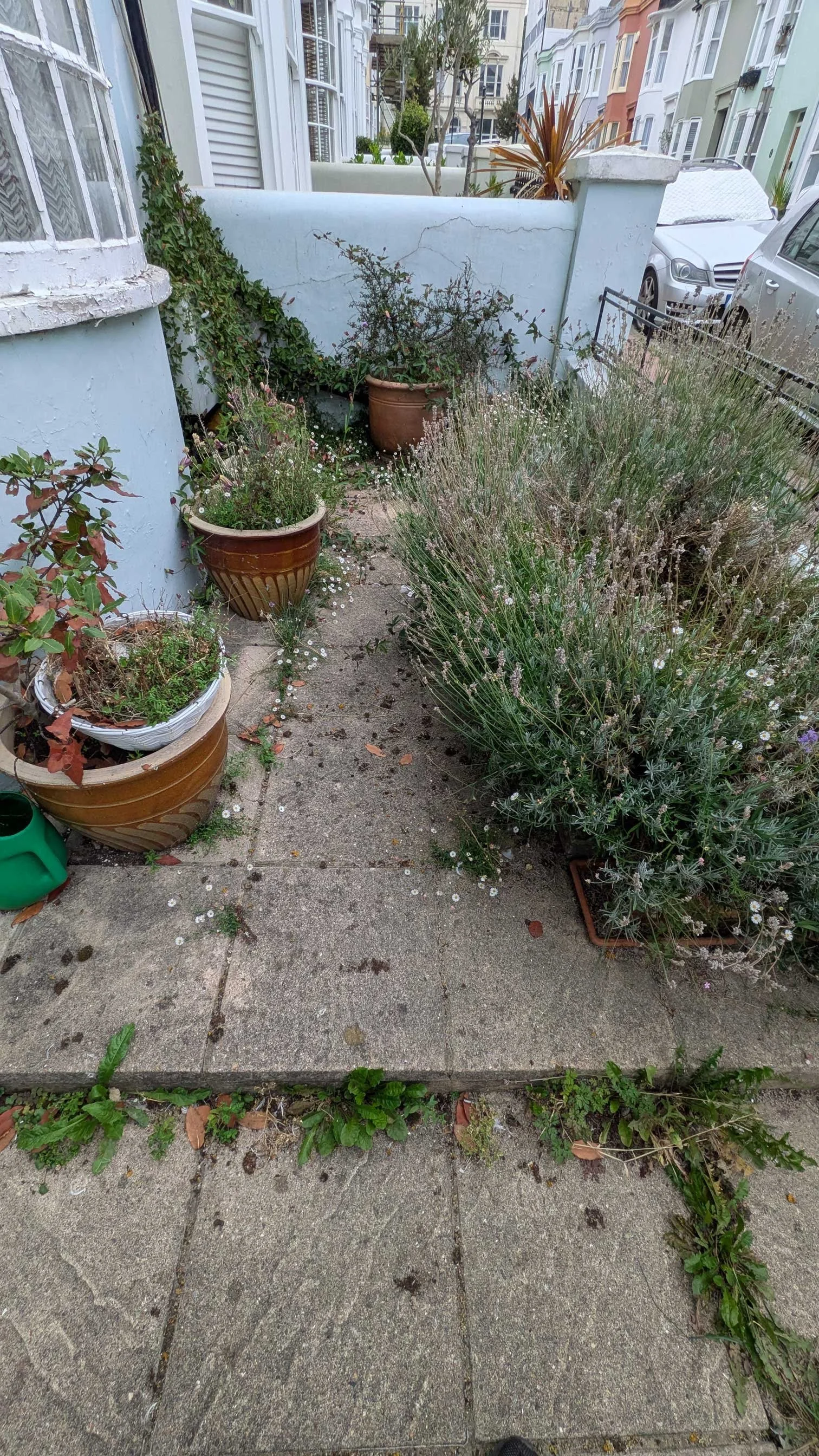 Weeds and overgrown lavender