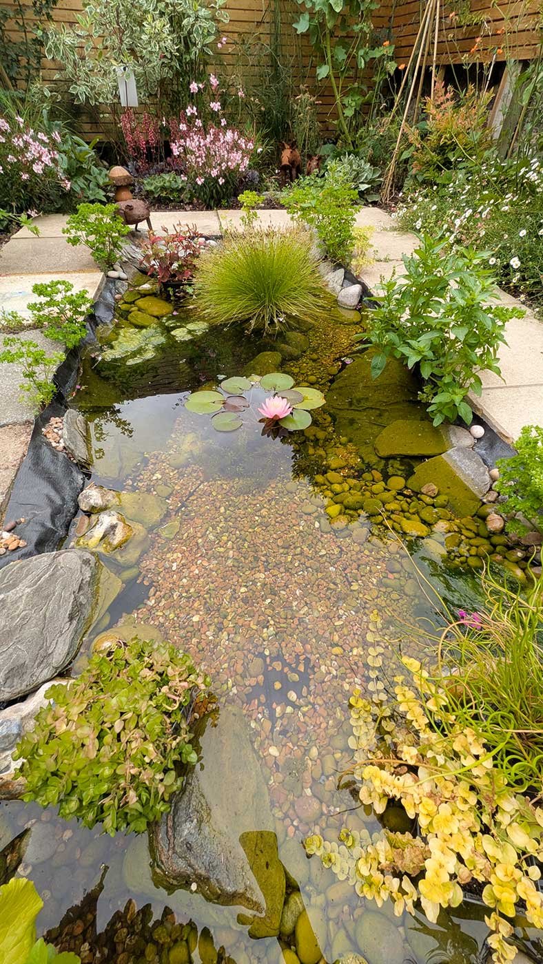 Wildlife pond and planting