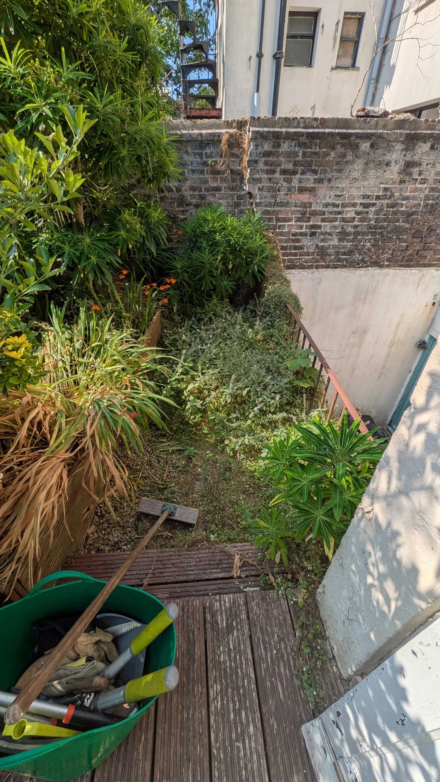 Overgrown, weeds and messy plants