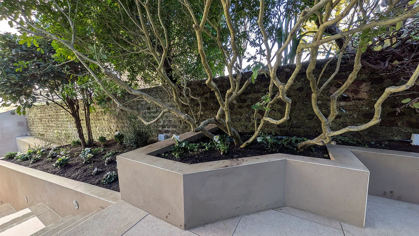 Creative pruning of choisya shrub to become a multistem tree