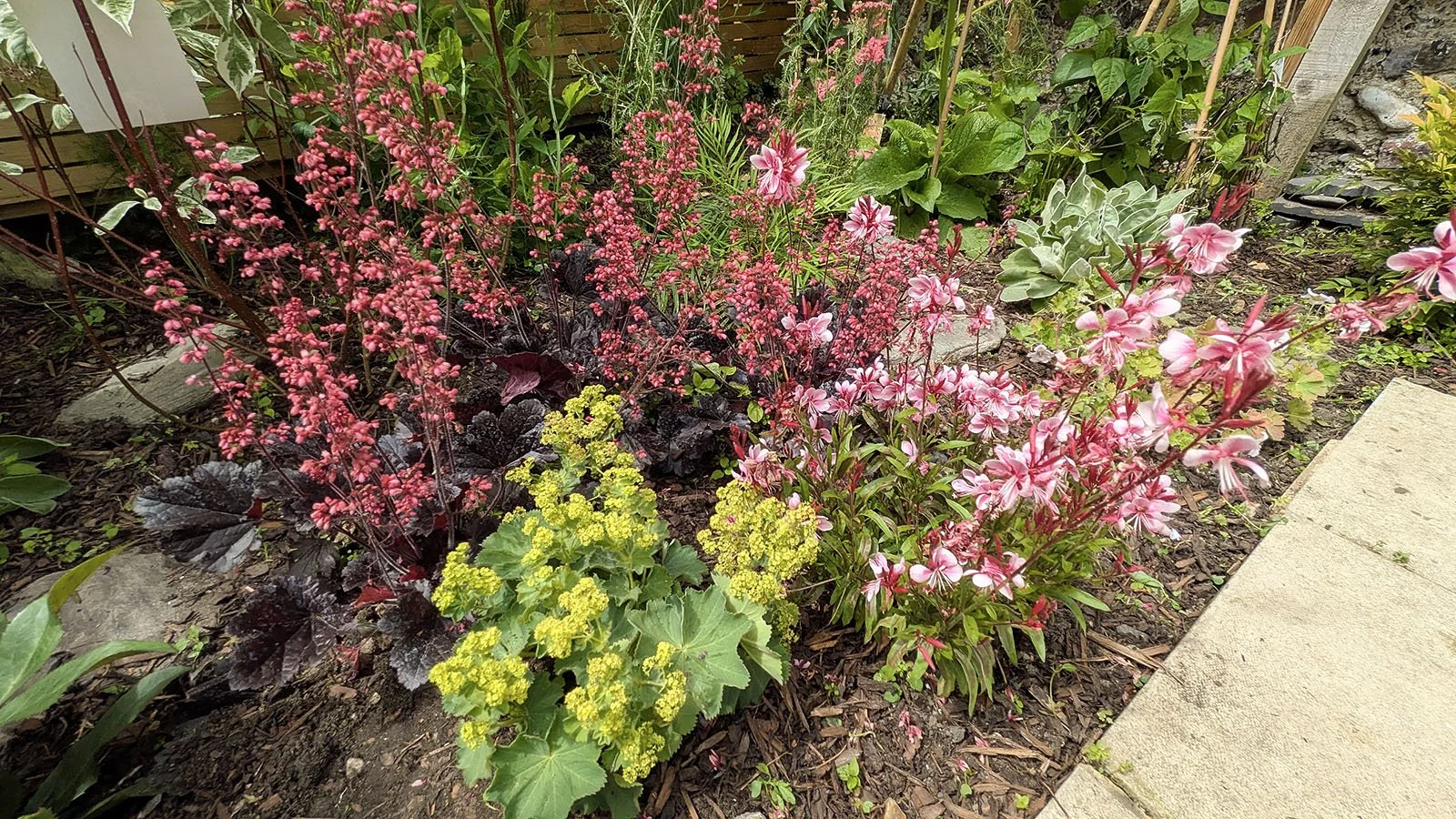 Pink flowers, lime green flowers, purple foliage and