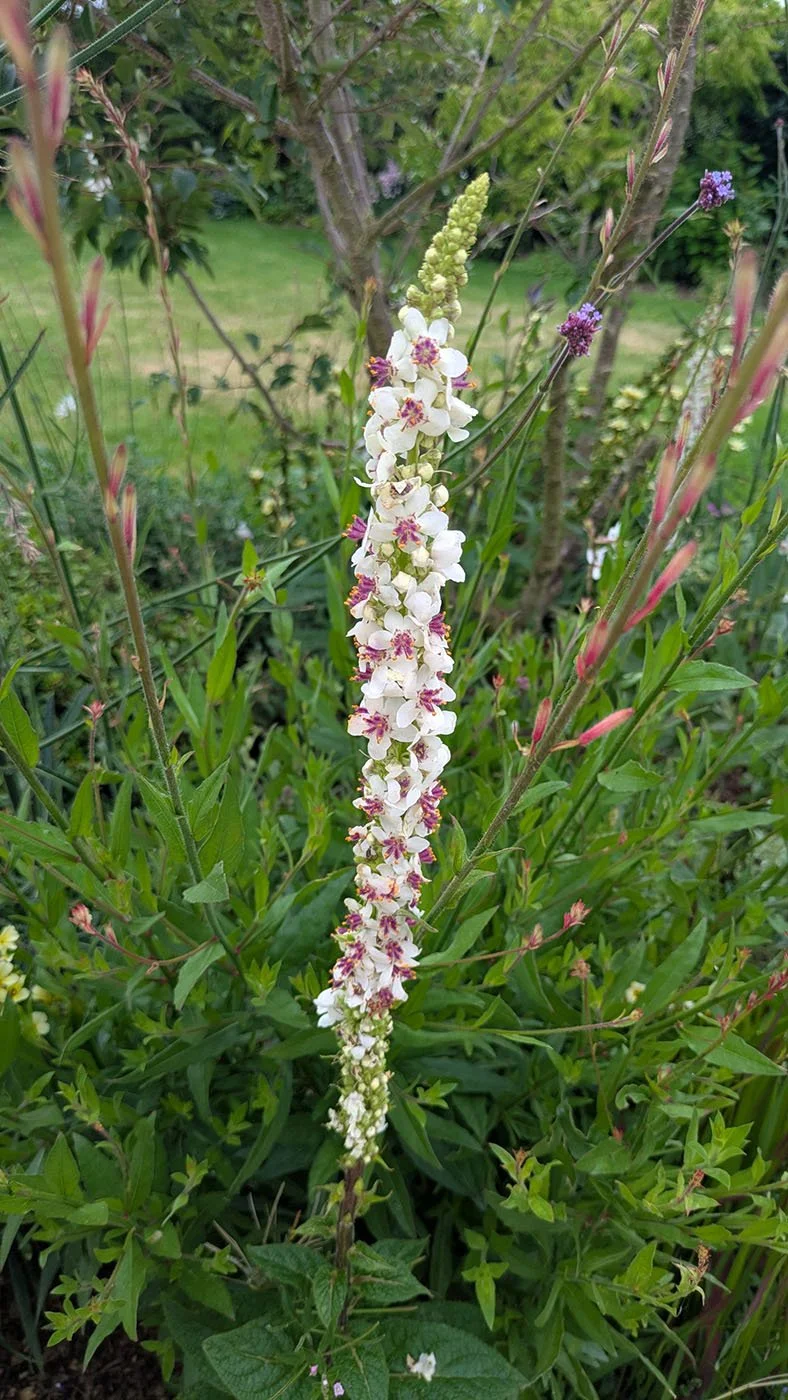 Verbascum 'Snowy Spires' flowering in a border
