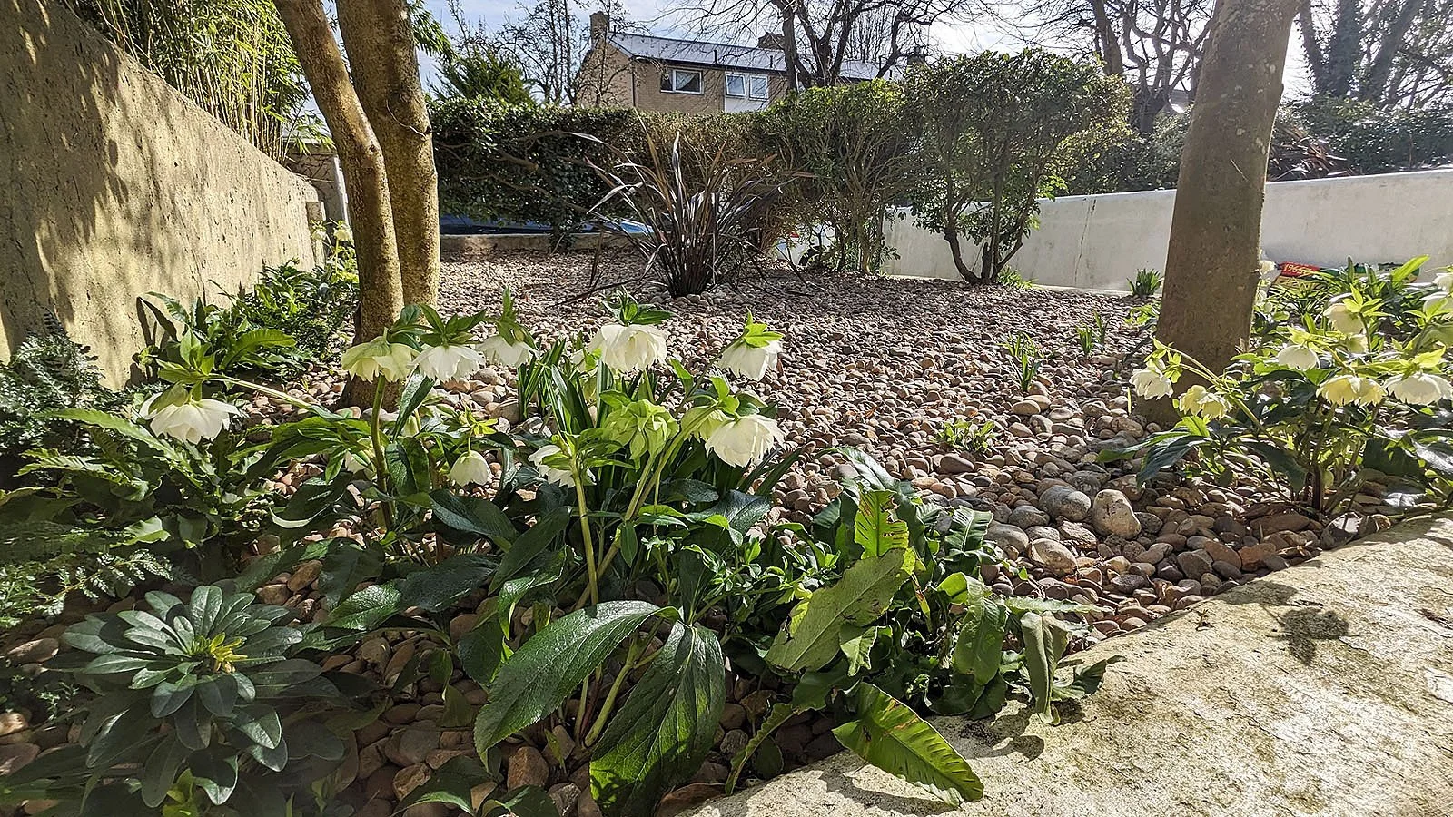 Hellebores in gravel garden