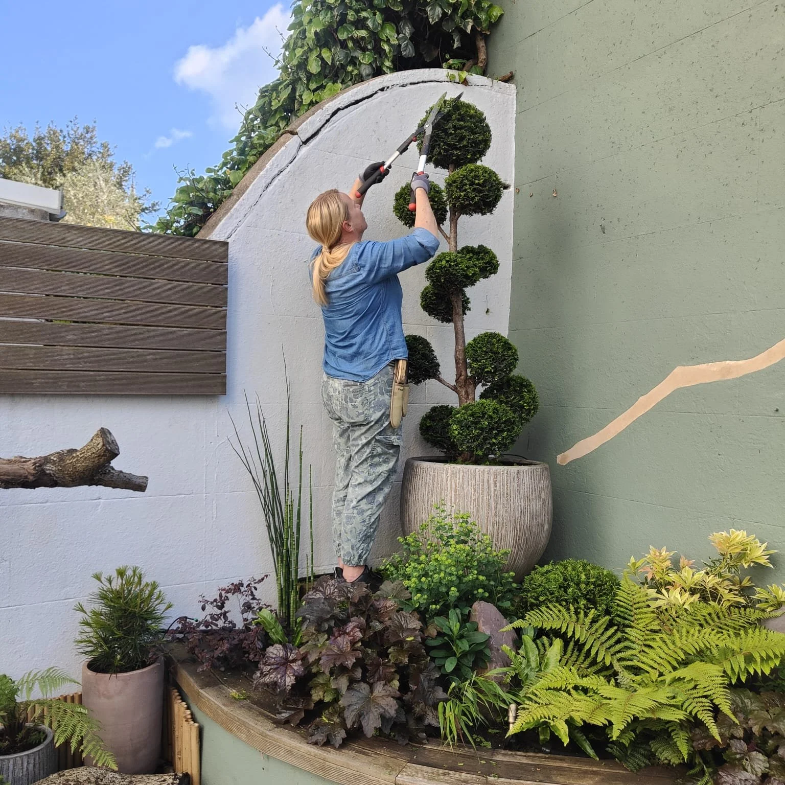 Lee Stone gardener and garden designer, clipping a cloud pruned taxus