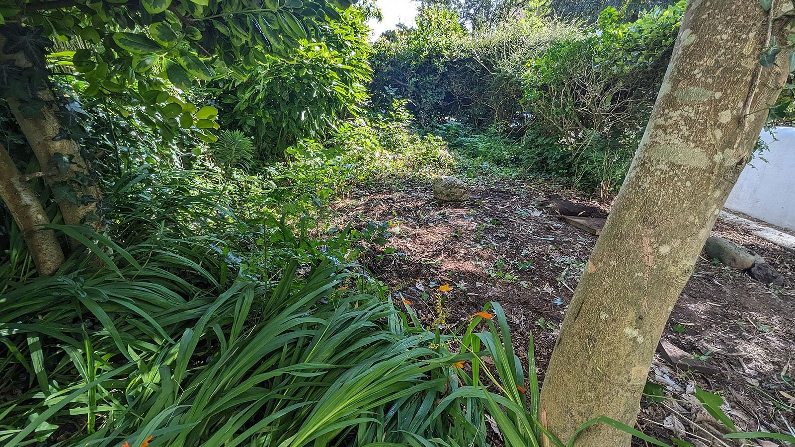 Overgrown front garden