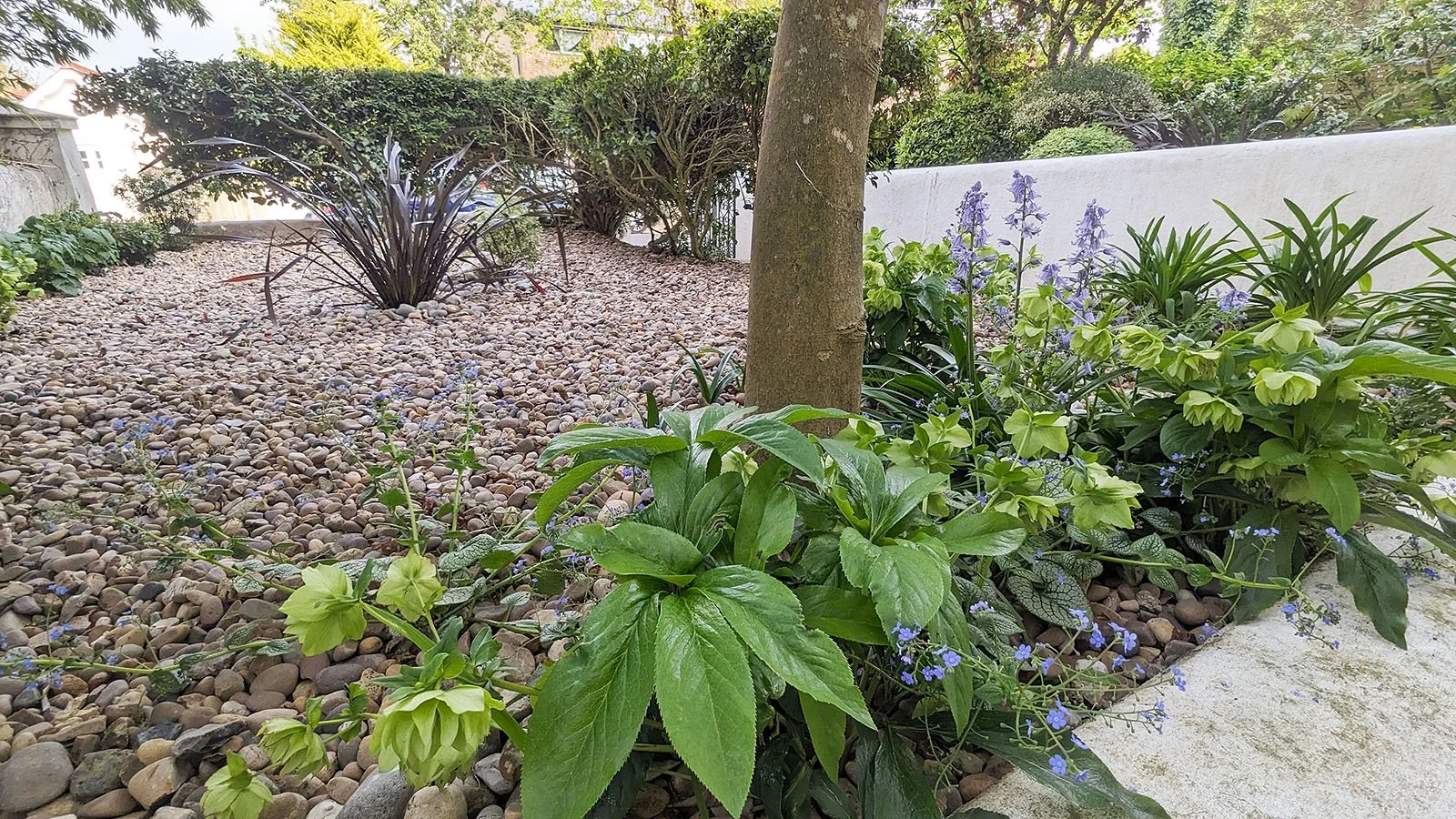 Beautiful blue flowers in gravel garden