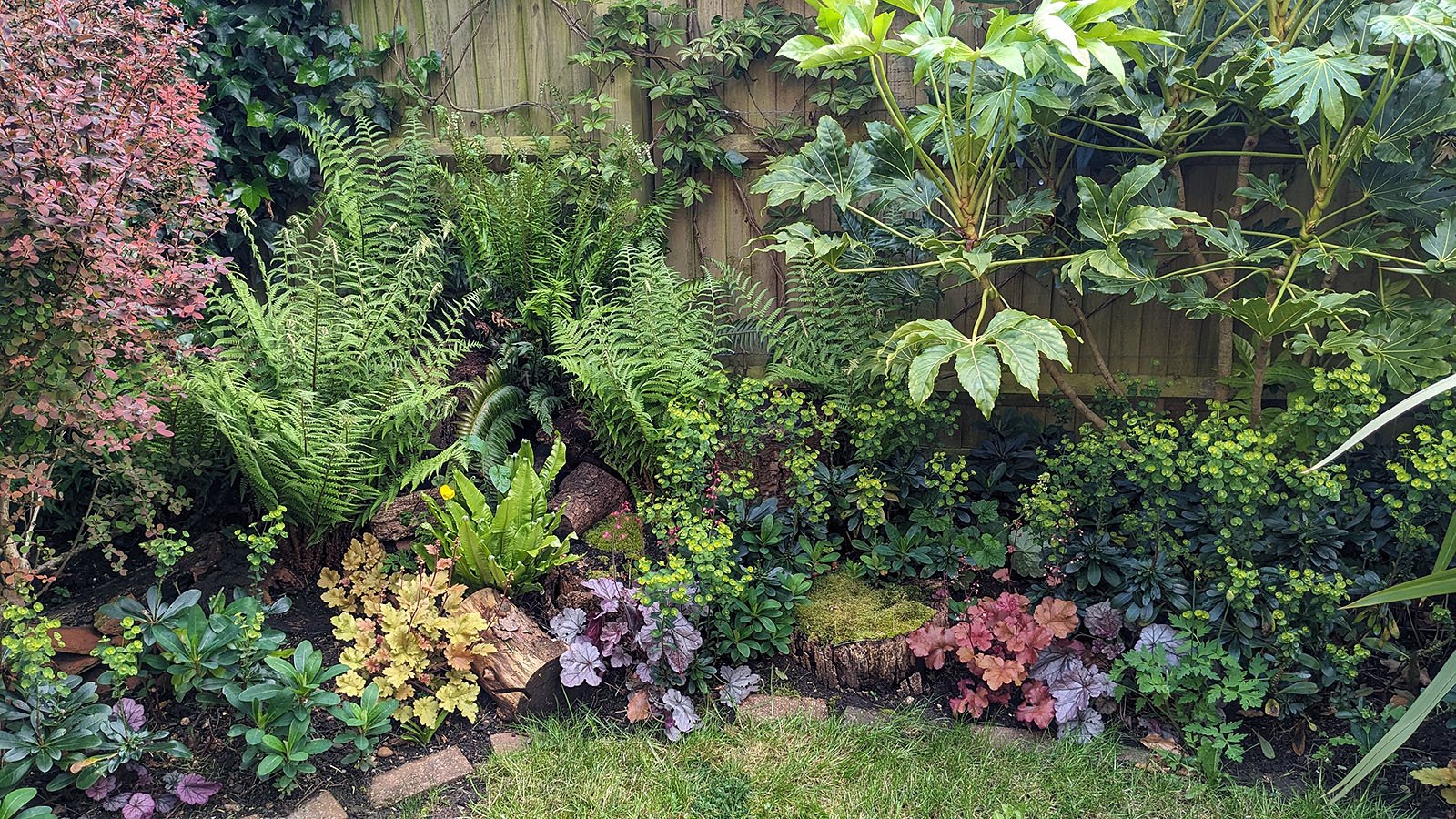 Shady border planting combo for year round colour