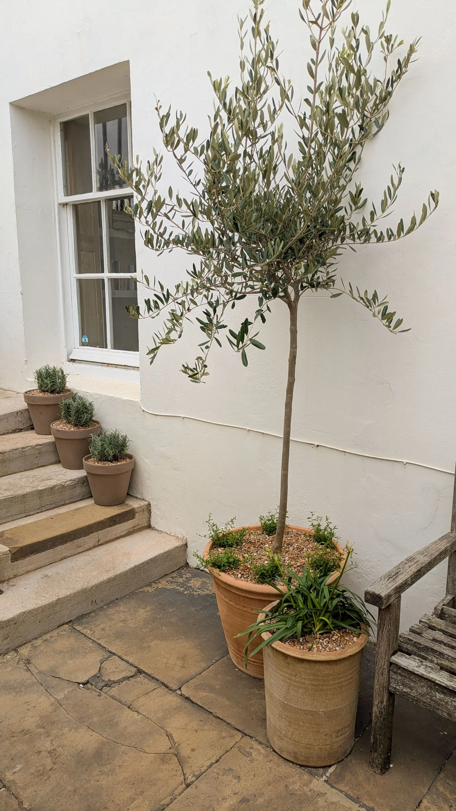 Outdoor scene with a white wall, window, a small stairway with three potted plants, and large potted trees and plants on the ground, including an olive tree.