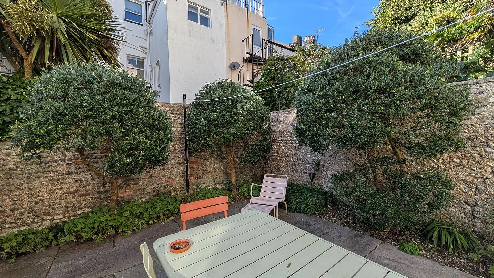 Neatly pruned olive trees
