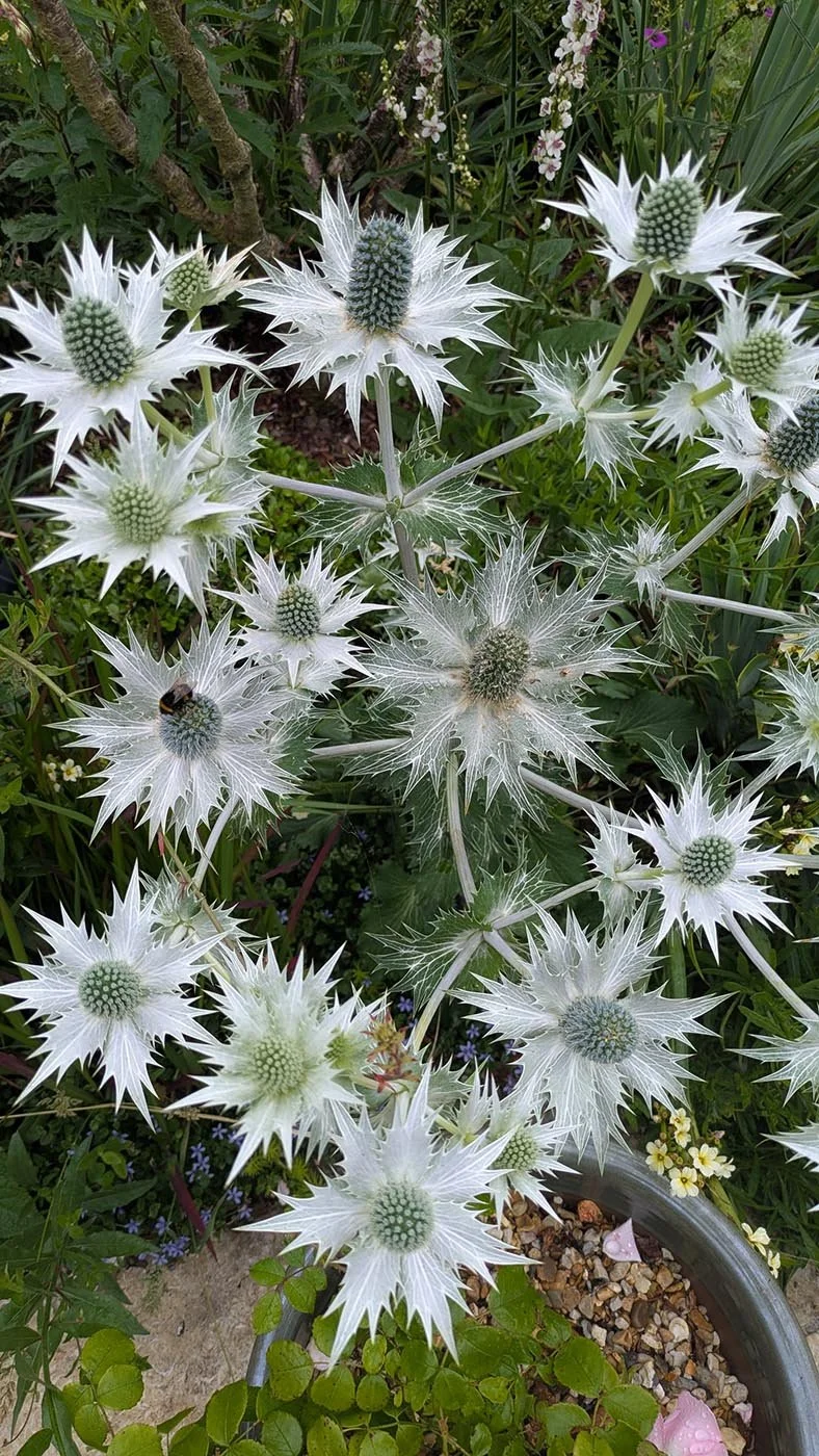 Eryngium flowers and a bee