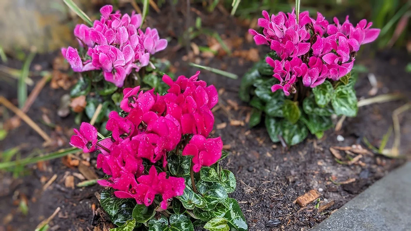 Pink cyclamen flowers