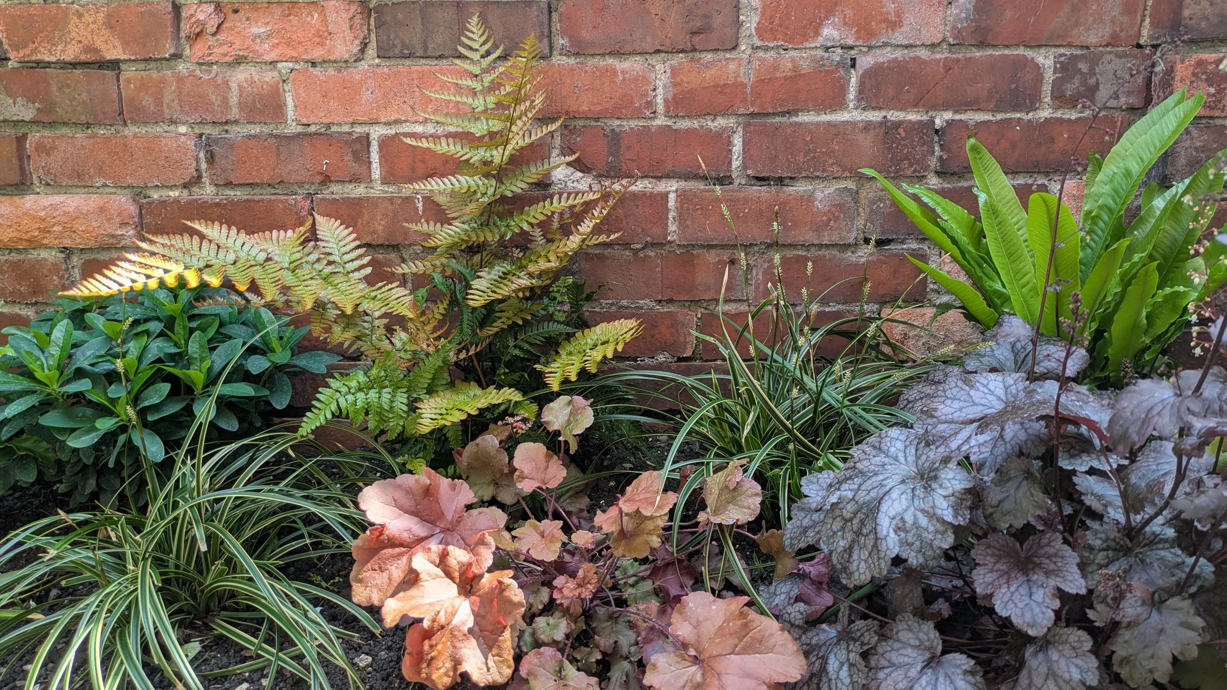 Shady garden plant combo providing all round colour