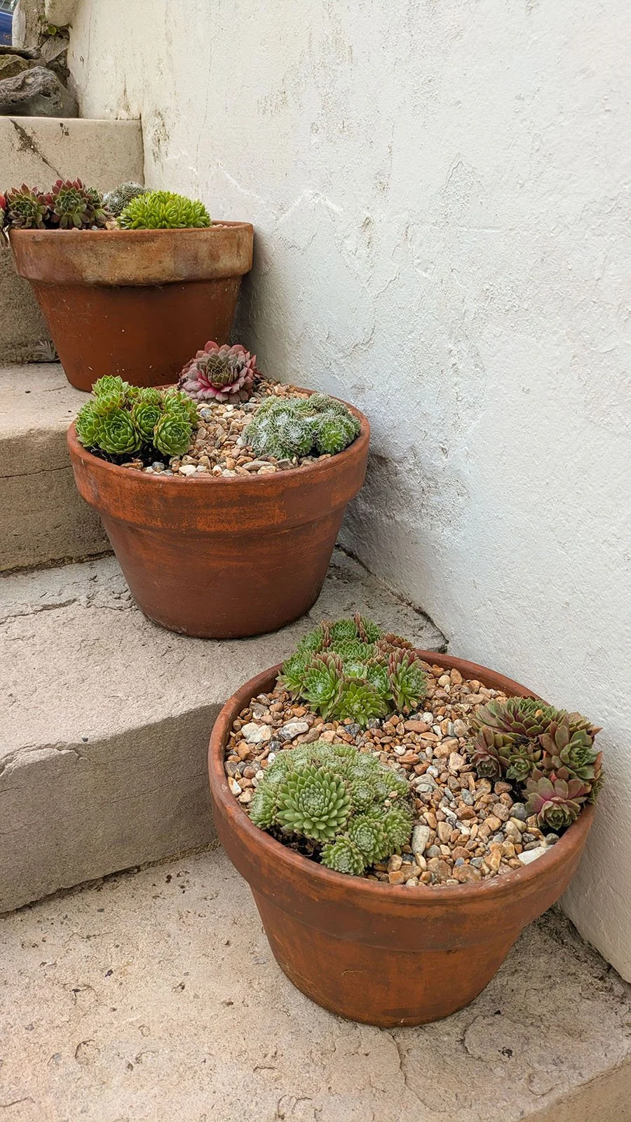 Sempervivum in pots on steps