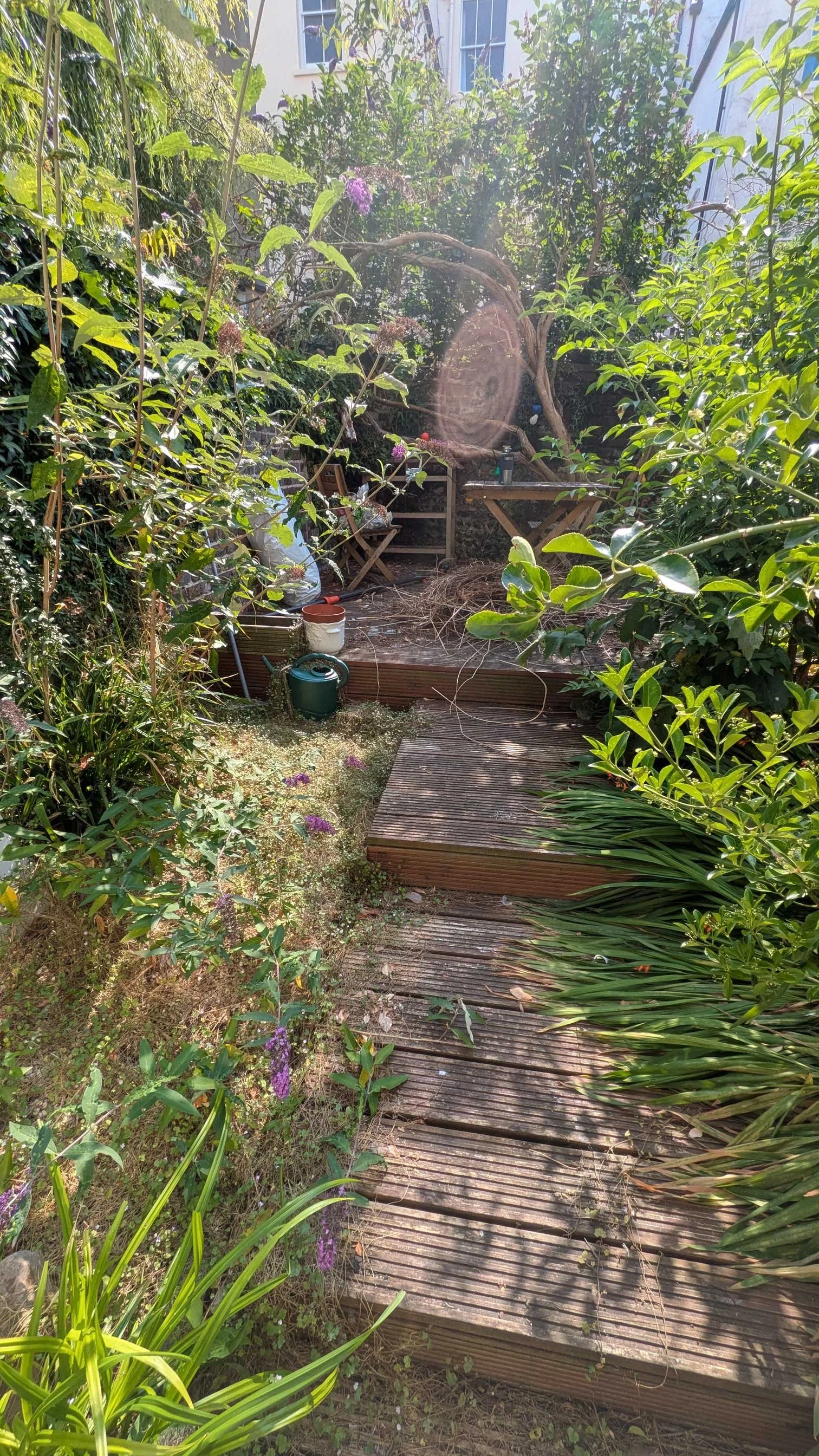 Overgrown plants on decking