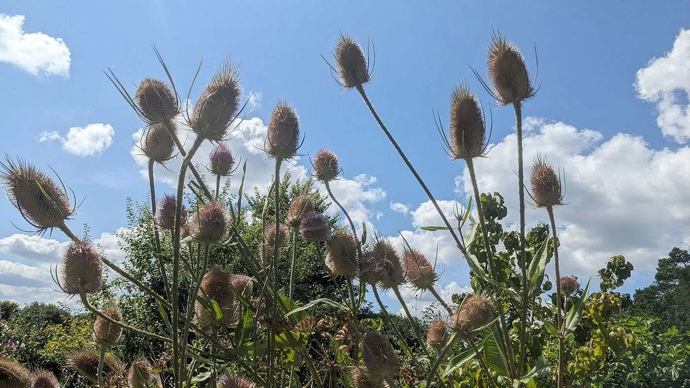 Dipsacum thapsus (teasel) seed heads against a blue skyds